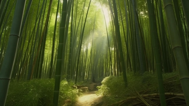 A bamboo forest with the sun shining through the bamboo.