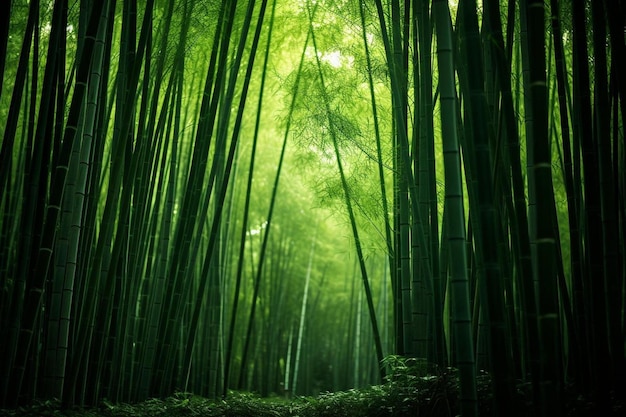 a bamboo forest with the sun shining through it