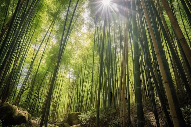 Бамбуковый лес с солнцем, сияющим сквозь деревья