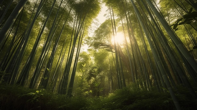 A bamboo forest with the sun shining through the trees