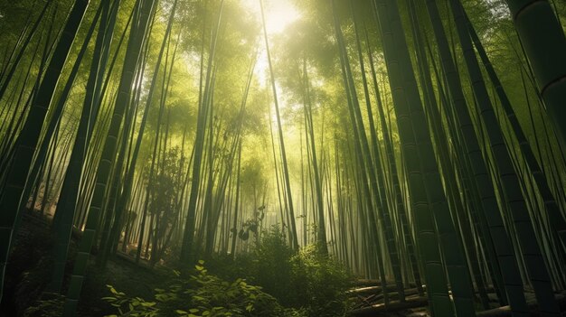 A bamboo forest with the sun shining through the trees