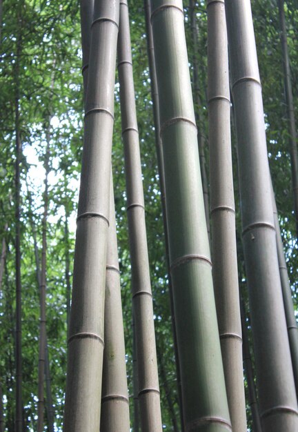 Photo bamboo forest