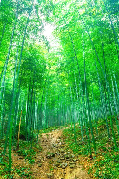  bamboo forest