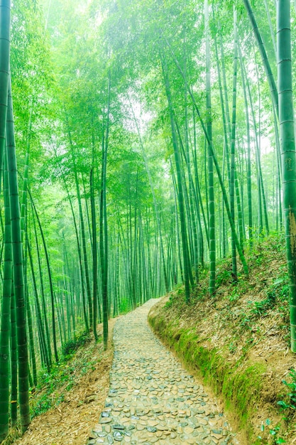  bamboo forest