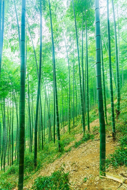  bamboo forest