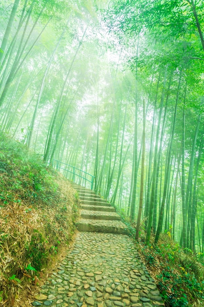  bamboo forest
