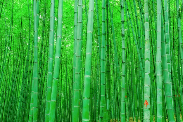  bamboo forest