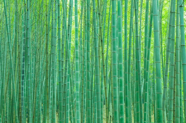  bamboo forest