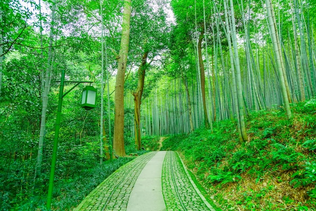  bamboo forest