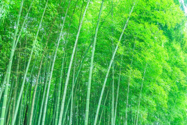 Foresta di bamboo