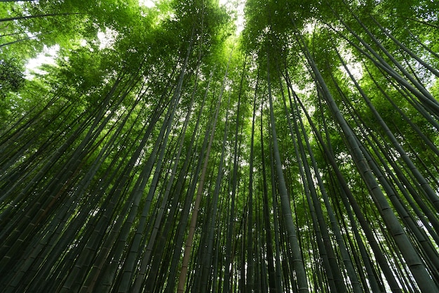 Bamboo Forest