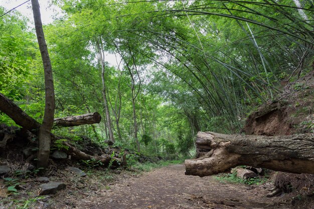 Bamboo forest