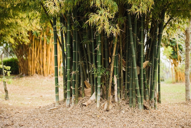 Foto foresta di bamboo