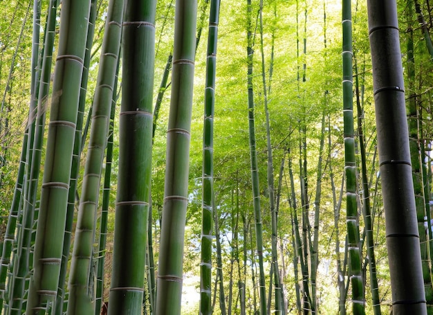 a bamboo forest