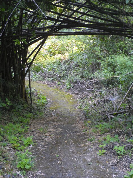 Foresta di bamboo