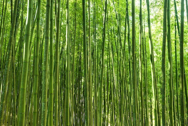 Bamboo forest