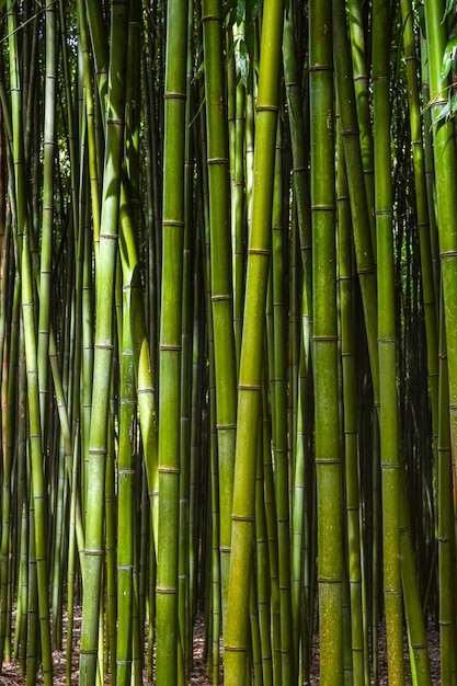  Bamboo forest. 