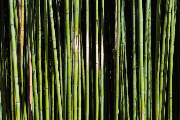  Bamboo forest. 