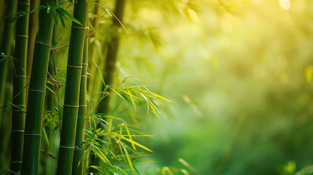 Bamboo forestgreen nature background