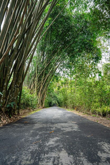 Bamboo Garden and Bamboo Forest Path at Berastagi - North Sumatra