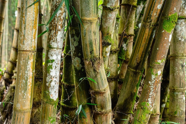 Photo bamboo garden and bamboo forest path at berastagi - north sumatra
