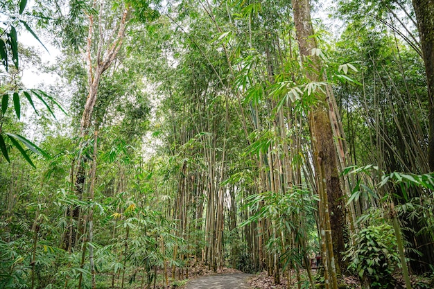 Photo bamboo garden and bamboo forest path at berastagi - north sumatra