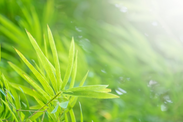 写真 コピースペースのある自然の竹緑色。笹の葉とコピースペース。