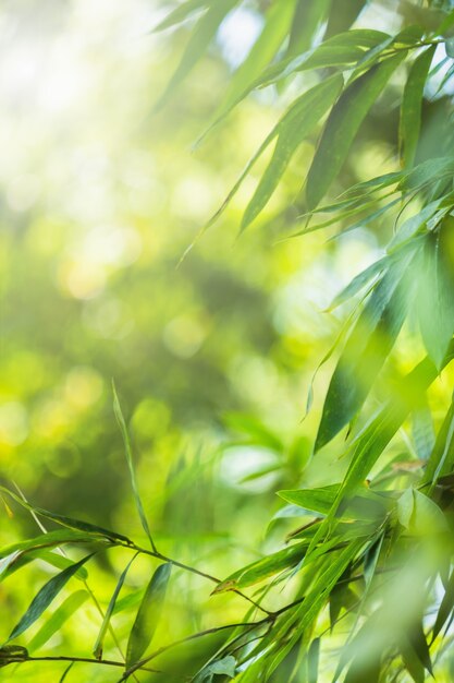 Colore verde bambù in natura con spazio di copia. foglia di bambù e spazio di copia.