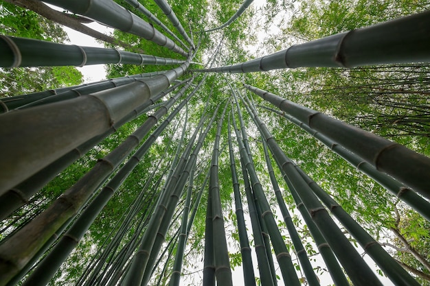 Foto verde bambù nella foresta.