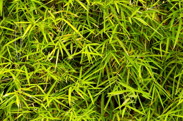 Bamboo green leaves for natural computer background and wallpaper