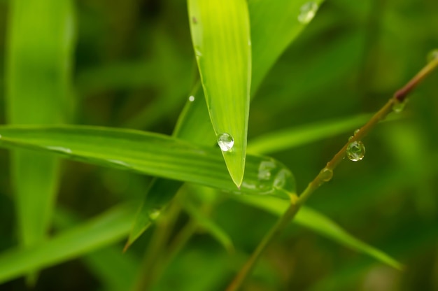 自然な背景のための雨の日の笹の緑の葉