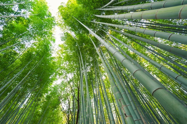 Photo bamboo grove, bamboo forest at arashiyama, japan