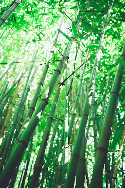 Bamboo grove, bamboo forest natural green background