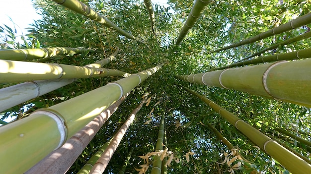 Boschetto di bambù, foresta di bambù verde naturale