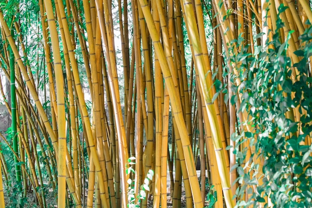 Il boschetto di bambù si chiude sullo sfondo.