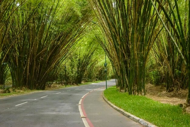 Bamboo grove from Salvador Airport Bahia Brazil on December 10 2022