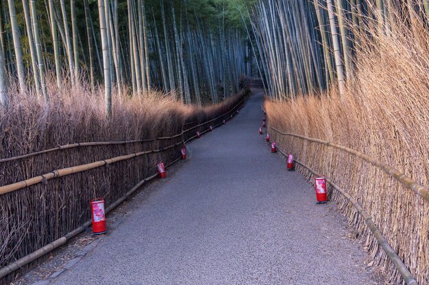 写真 日本の京都にある竹林