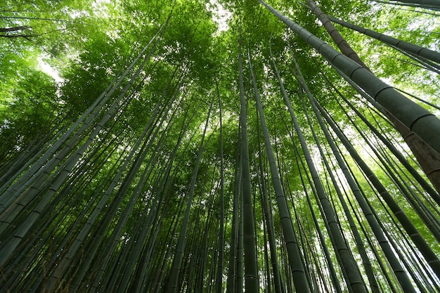 Foto boschetti di bambù