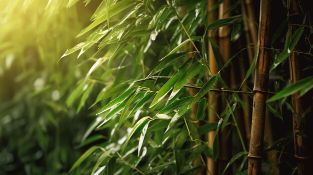 写真 竹はさまざまな用途に使われる植物です
