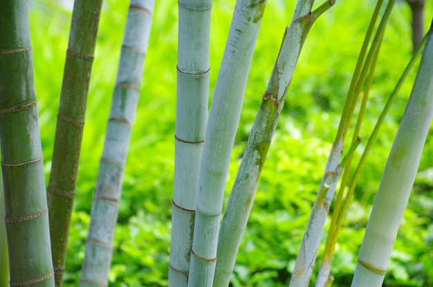 Bamboo isolated on a green