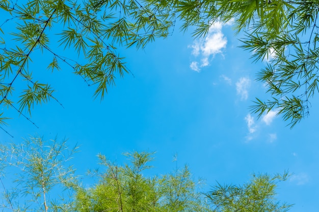 Bamboo leaf frame on blue sky background. Copy space