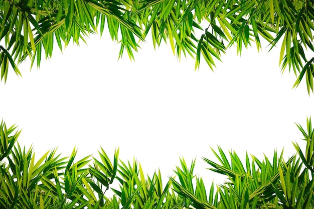 Bamboo leaf frame isolated on white background