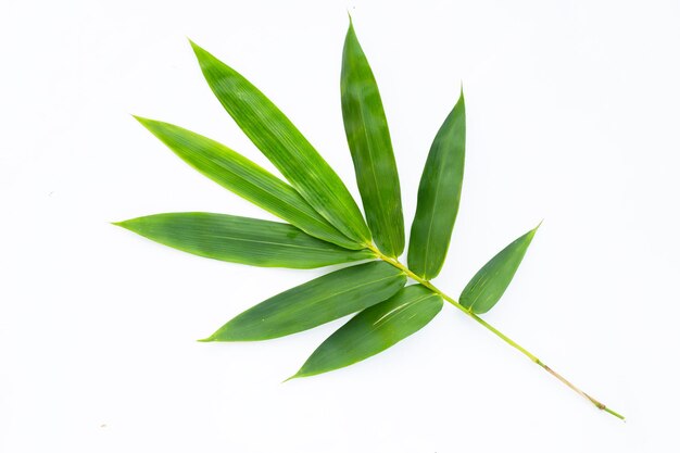 Photo bamboo leaf fresh green leaves on white background