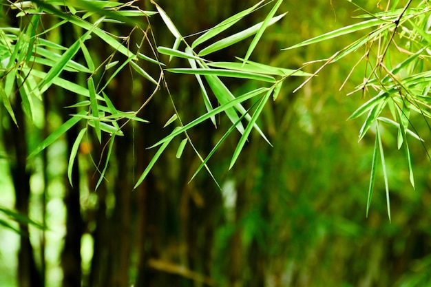 Bamboo leaf in the morning