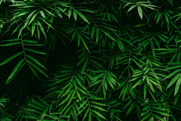 Bamboo leaf texture background 