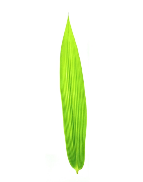 Bamboo leaf on white background