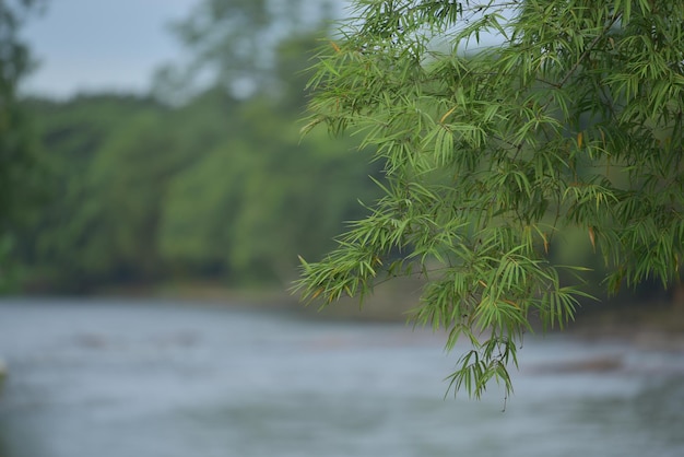 Bamboo leaf