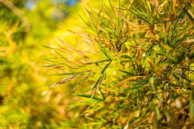 Bamboo leaves background and sunshine.