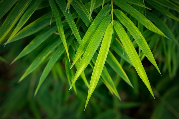 Bamboo leaves background.