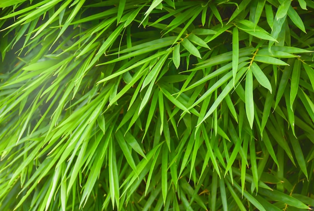 bamboo leaves background.